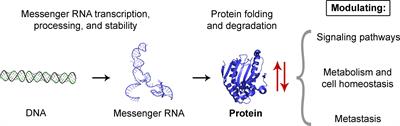 Editorial: Altered Expression of Proteins in Cancer: Function and Potential Therapeutic Targets